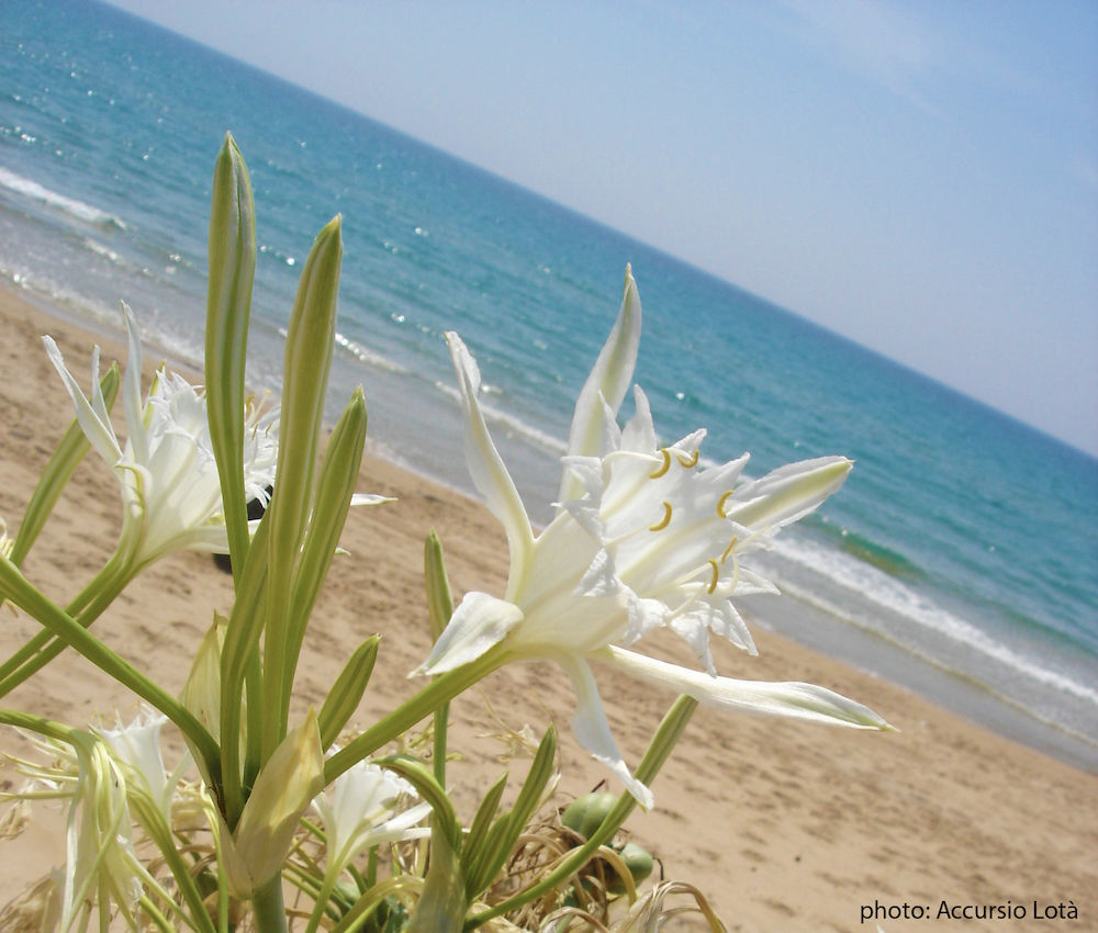 Villa Fiori Beach 멘피 외부 사진